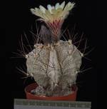 Astrophytum capricorne v. niveum