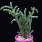 Crassula muscosa