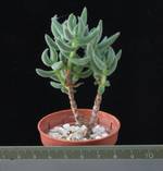 Crassula mesembryanthemoides