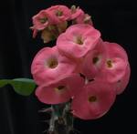 Euphorbia milii grandiflora