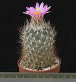 Gymnocactus beguinii