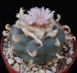 Lophophora williamsii seme