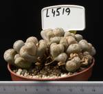 Lithops bromfieldii v. mennellii 8,5