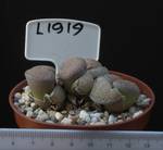 Lithops lesliei v. burchellii 8,5