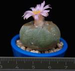 Lophophora williamsii