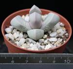 Lapidaria margaretae