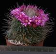 Mammillaria spinosissima v. monospina