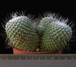 Mammillaria spinosissima v. monospina