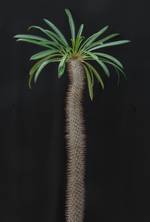 Pachypodium lamerei